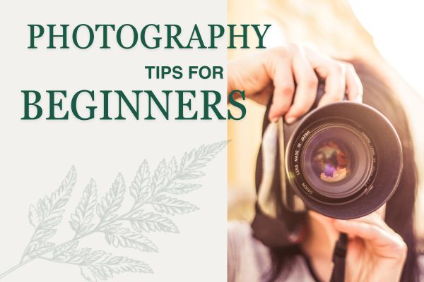 Photography Tips for Beginners summer edition title image.