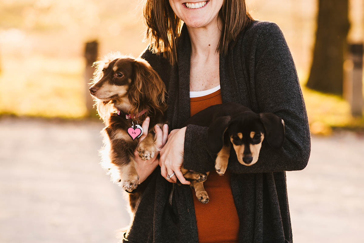 Dachshund dogs in owners arms.