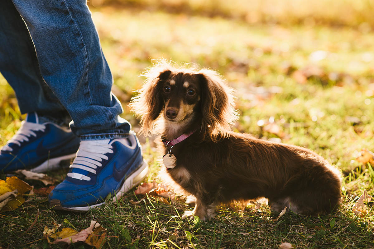 Dachshund dod near owners feet.