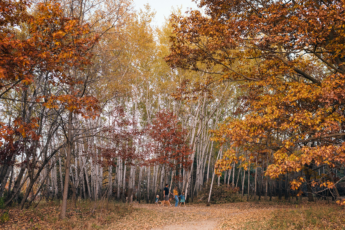 Family walks among tall birch trees.