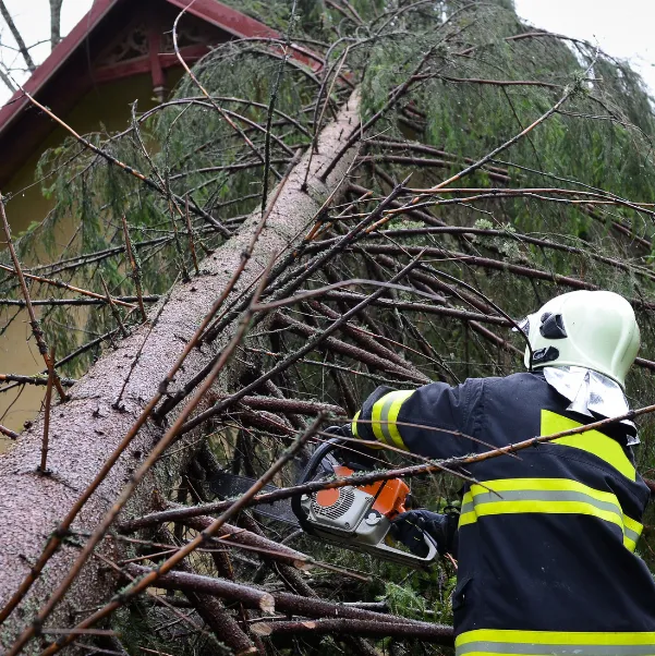 trust-shoe-maker-snoddy trust-shoe-maker-snoddy