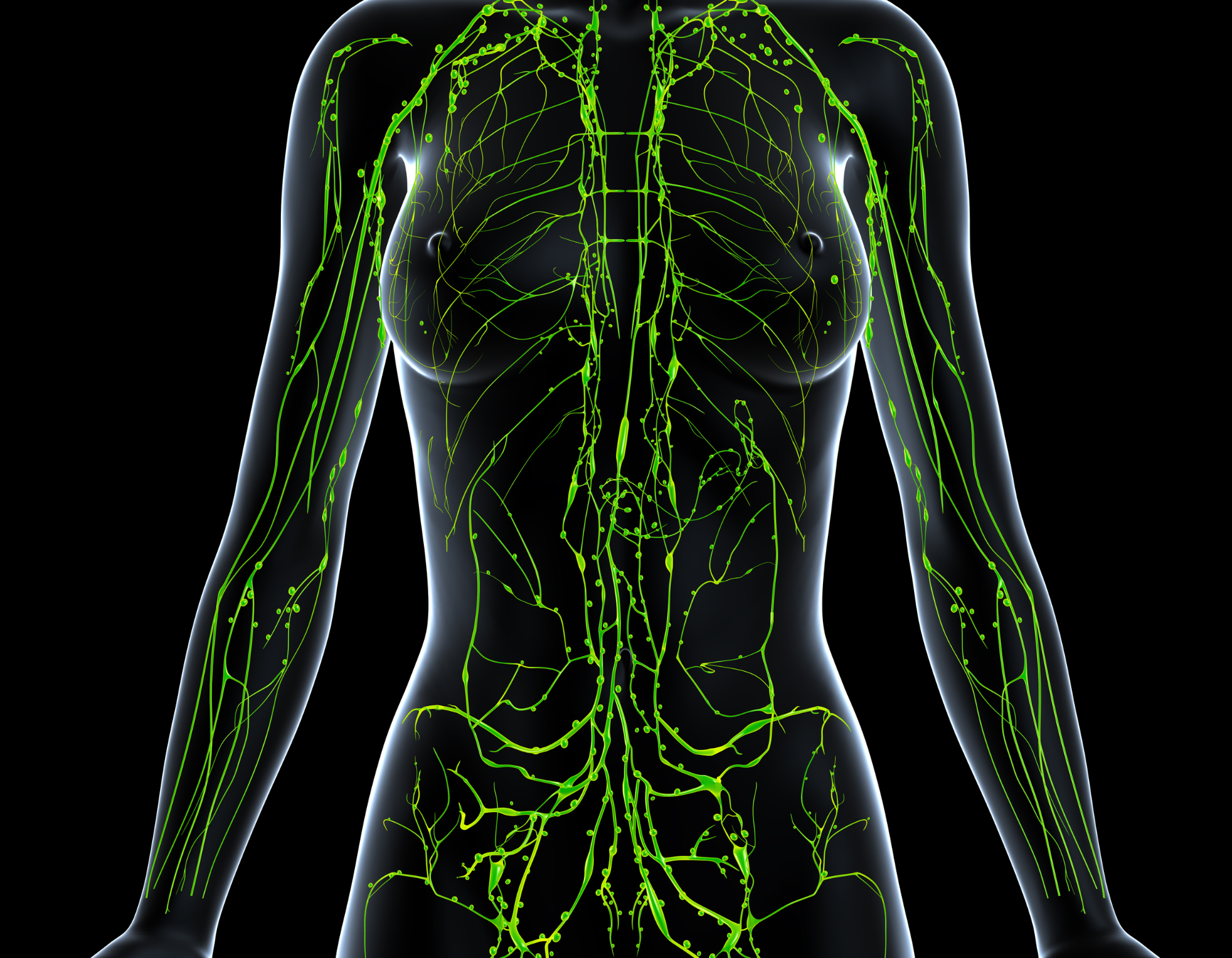 Lymphatic System