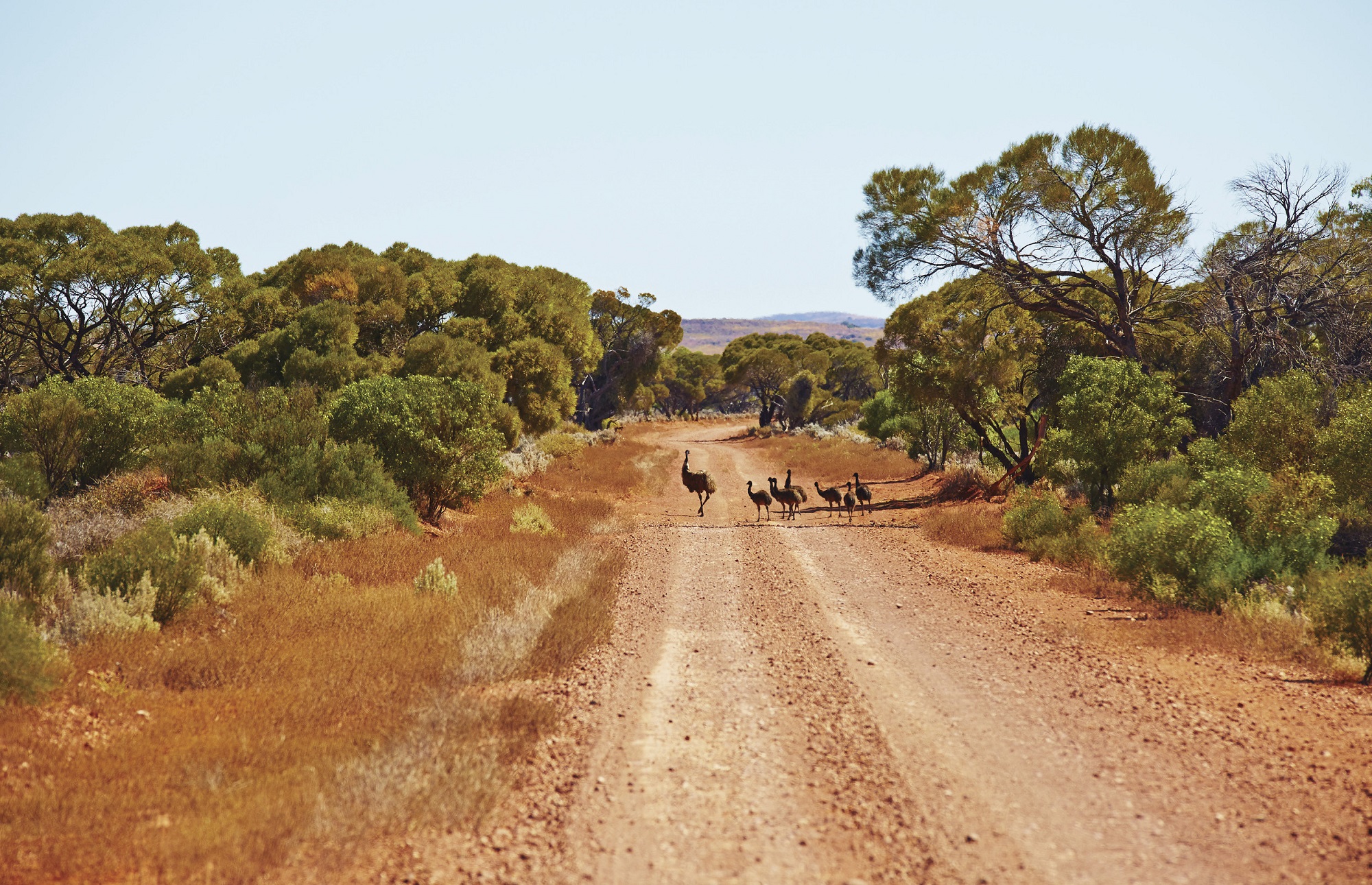 Australia outback wildlife