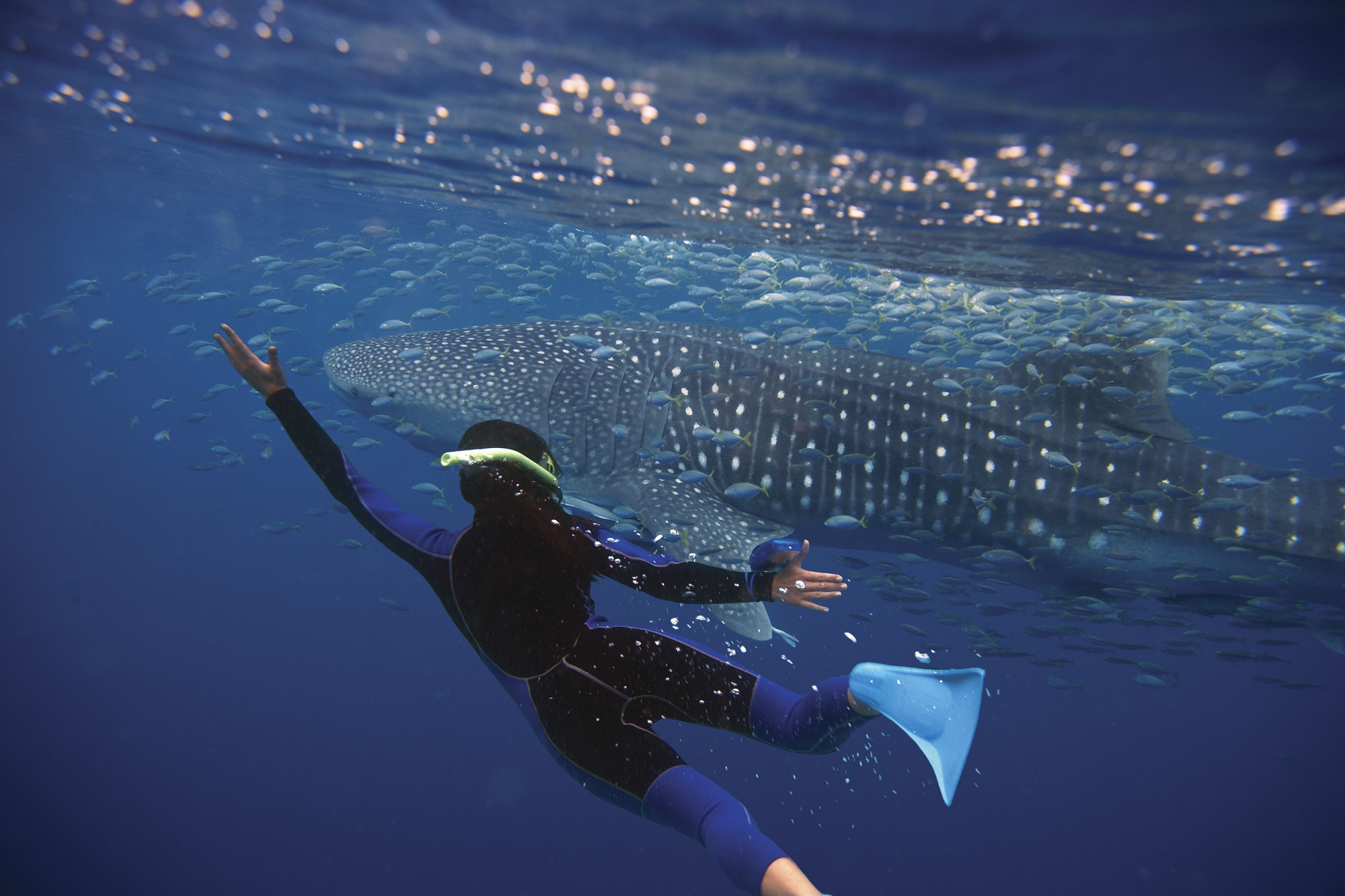 swimming with whale sharks on ningaloo reef honeymoon