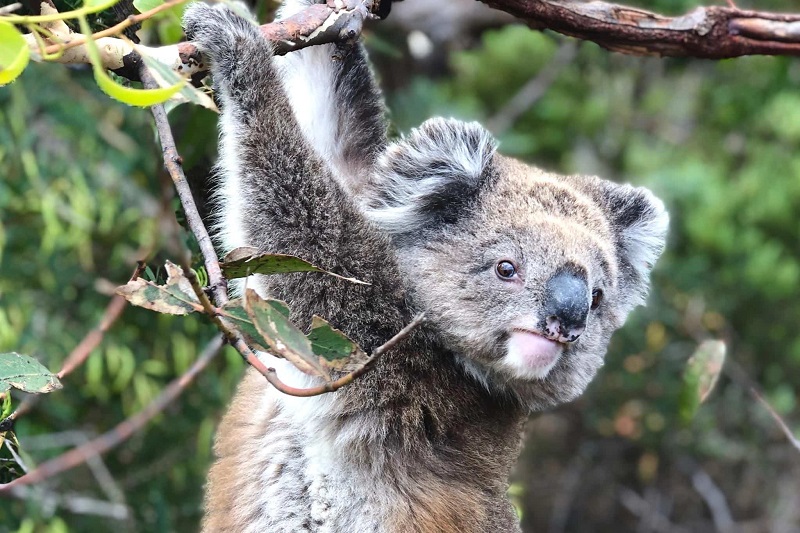 Koala bear outback vacation to Australia from Aspire Down Under