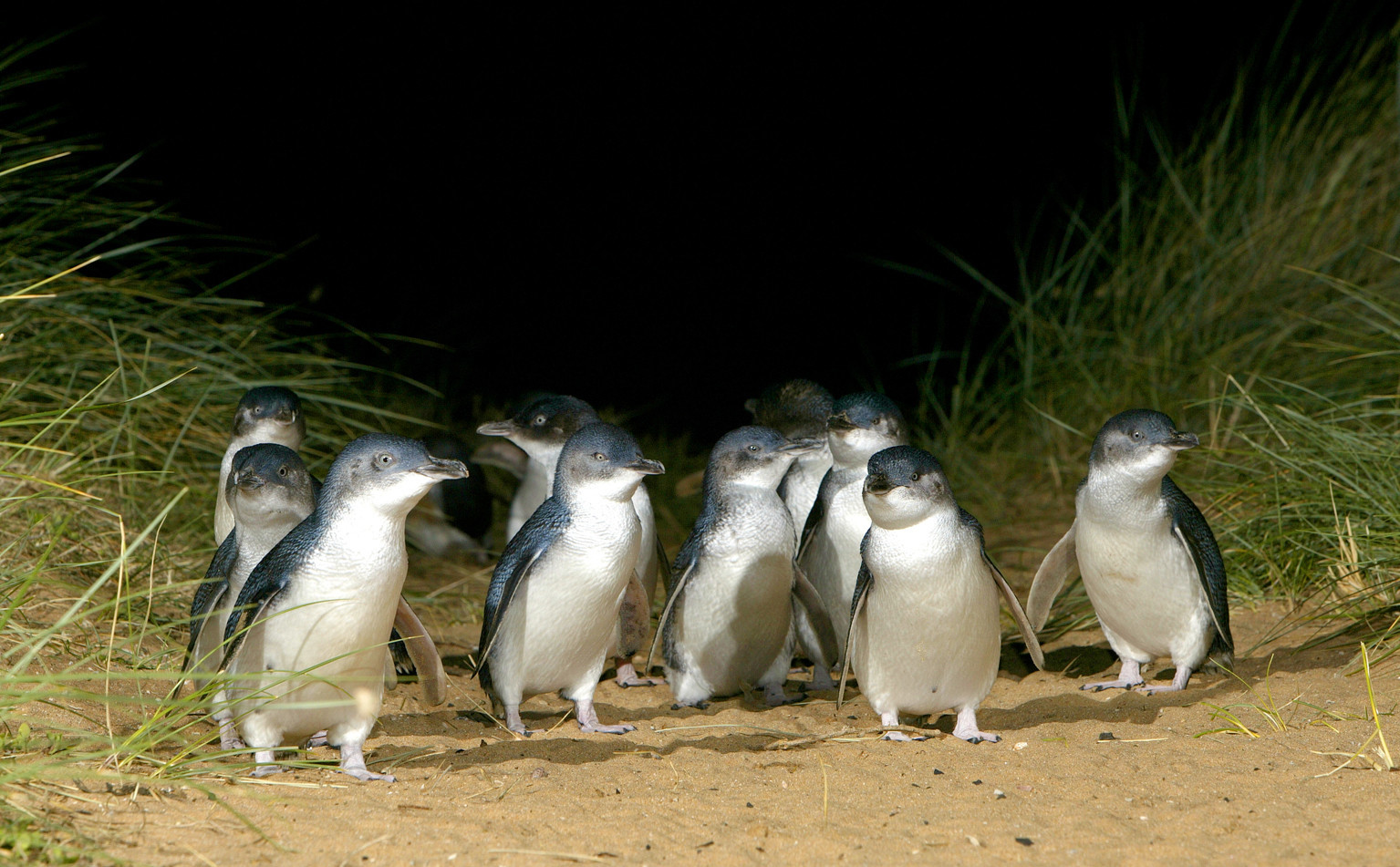 Penguins on Phillip Island