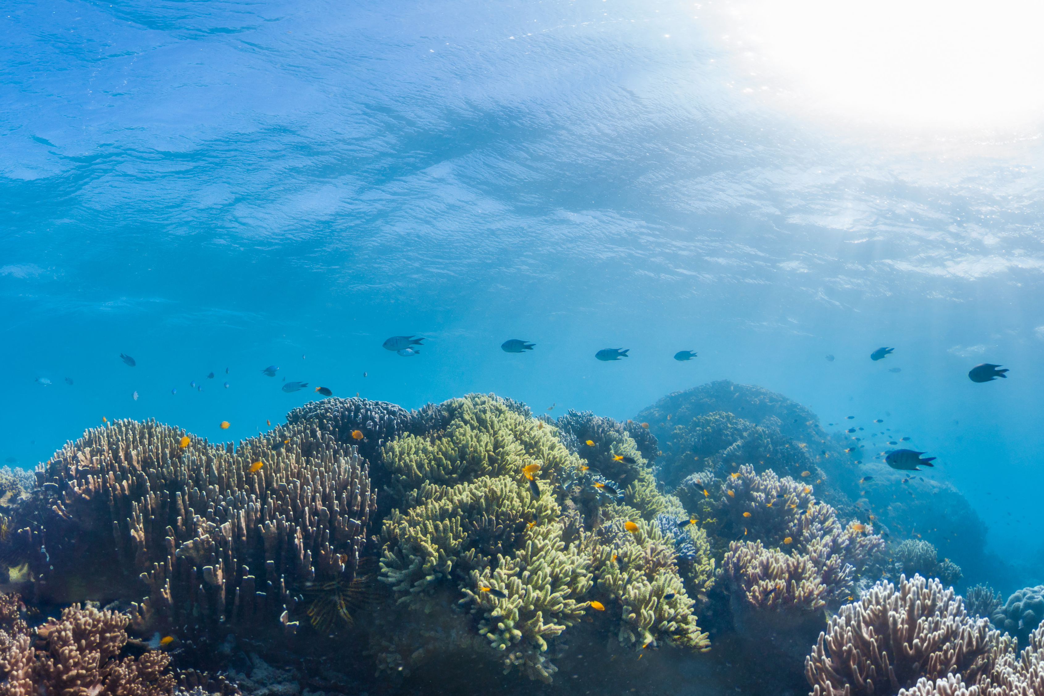 Fiji Coral Reefs