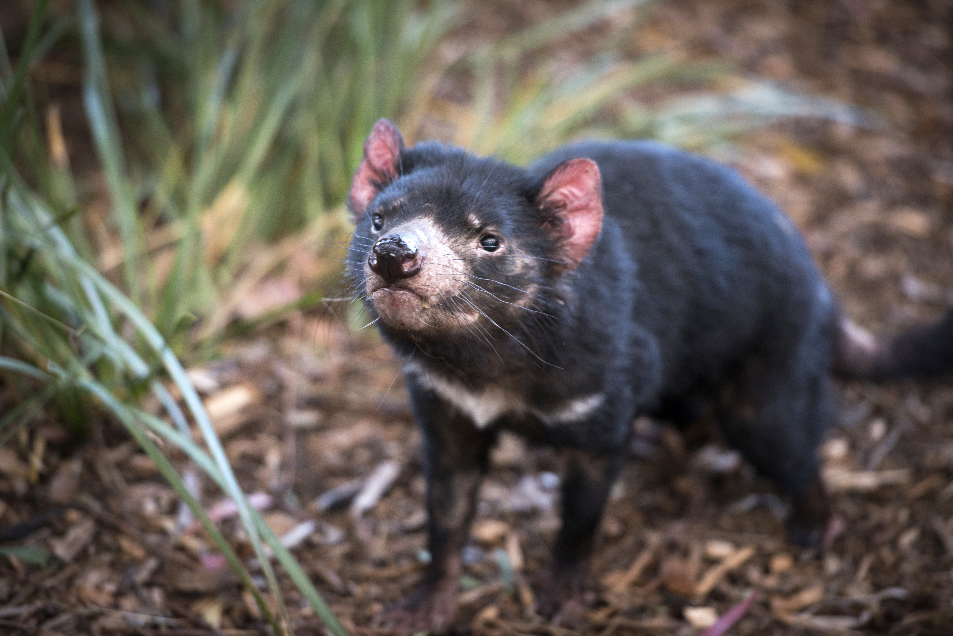 Tasmanian Devil at Bonorong Wildlife Sanctuary