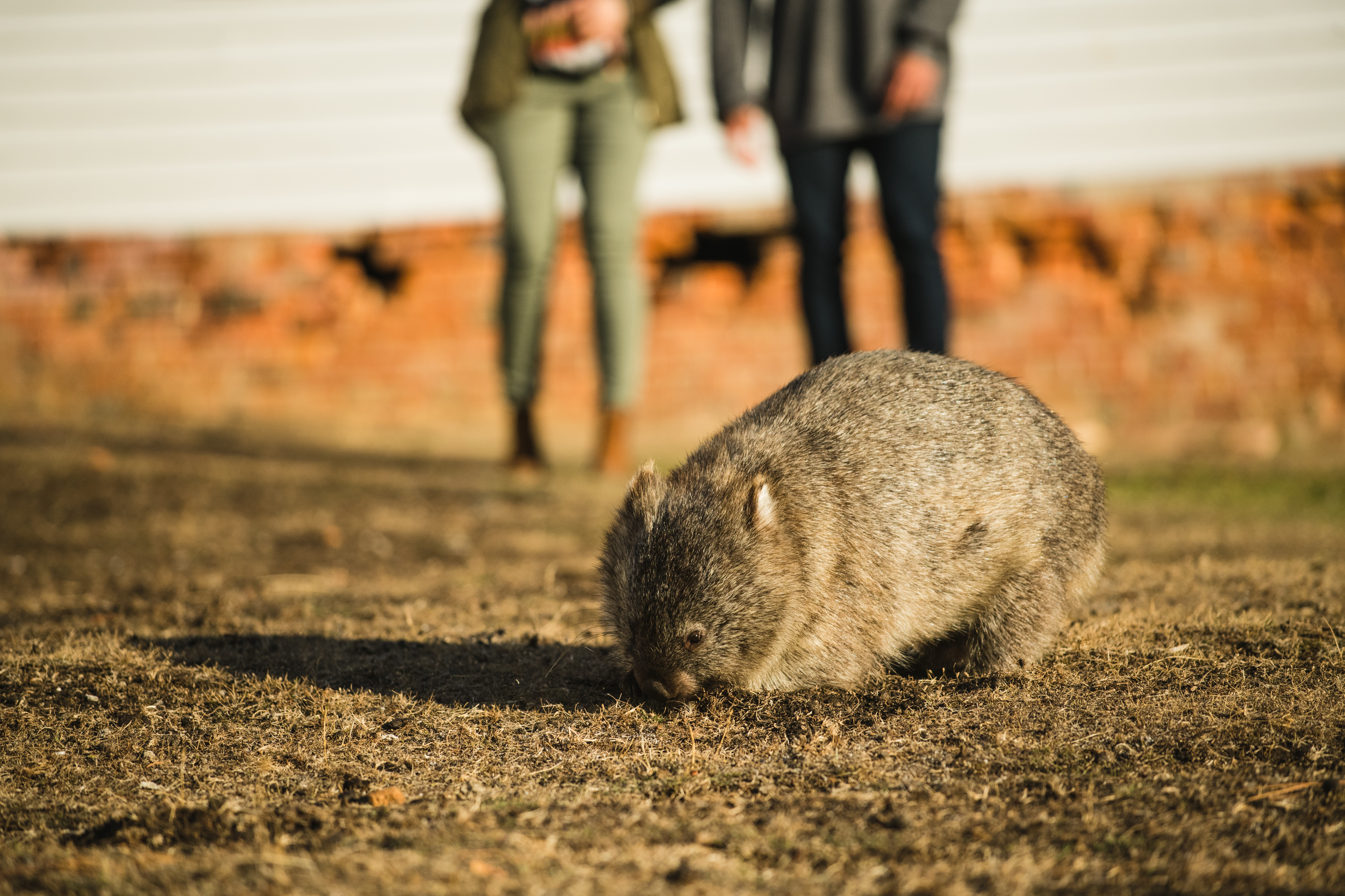 Couple on Tasmania Vacation looking at Wombat on Maria Island