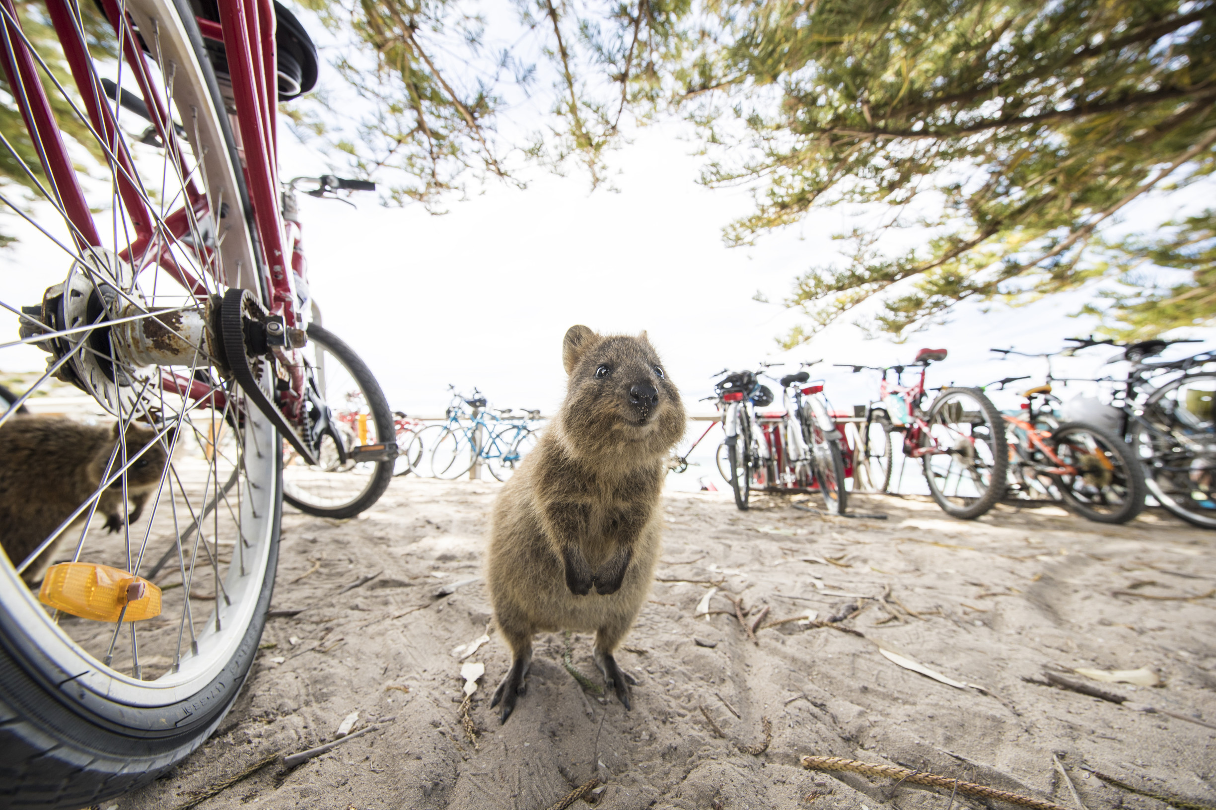 Rottnest island vacation from Aspire Down Under