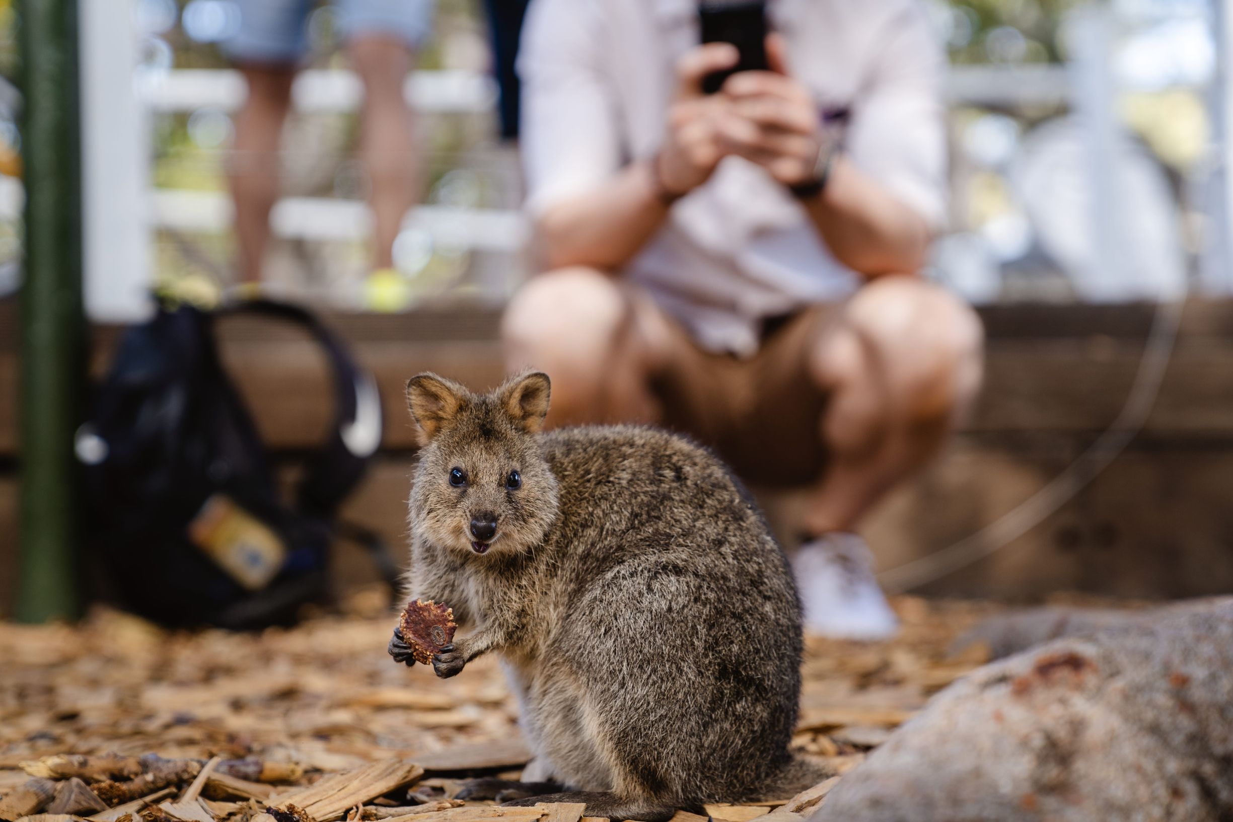 Rottnest Island - Family Vacations Packages to Australia