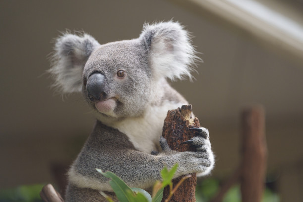 AUSTRALIA ZOO 