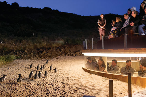 Penguins