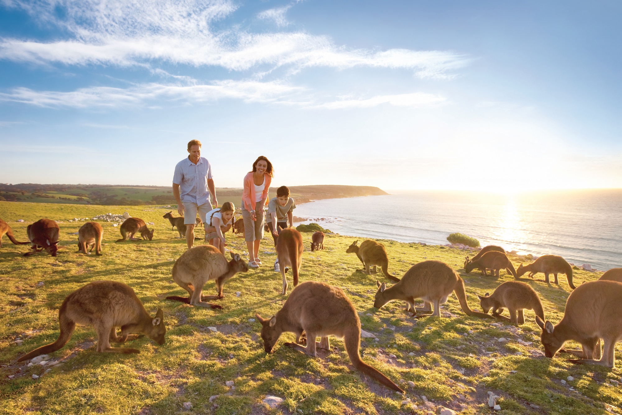 Kangaroo