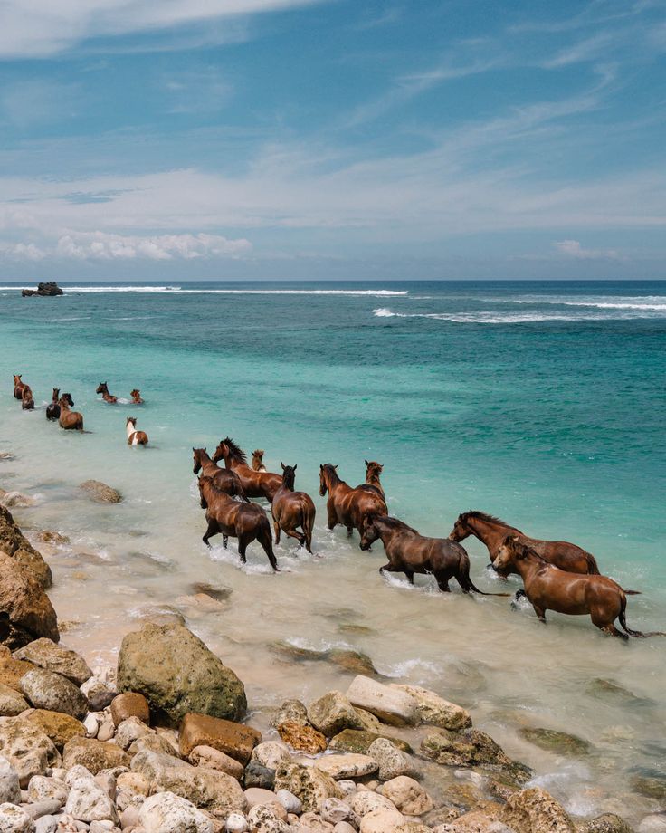Wild horses walking along a pristine Sumba beach at sunset, showcasing natural island beauty.