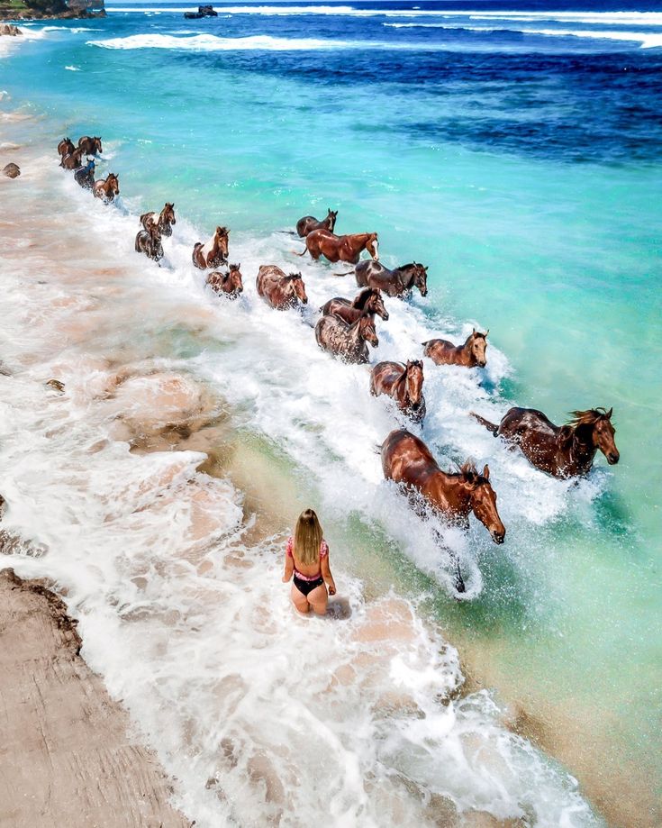 Wild horses running free in blue ocean on beach in Sumba