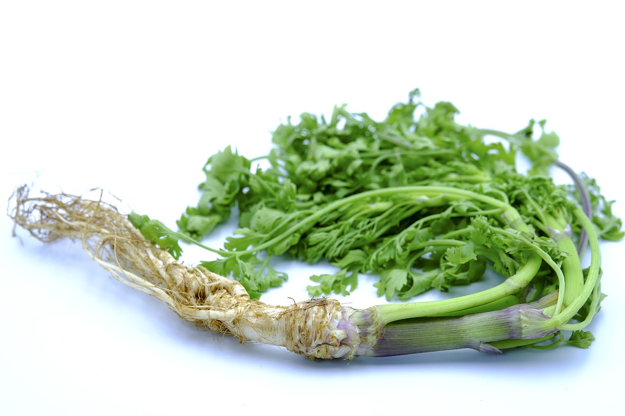cilantro cilantro