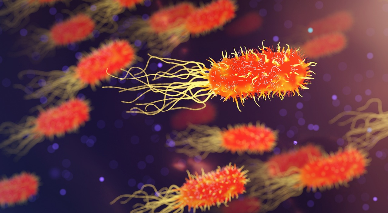 bacterias bacterias