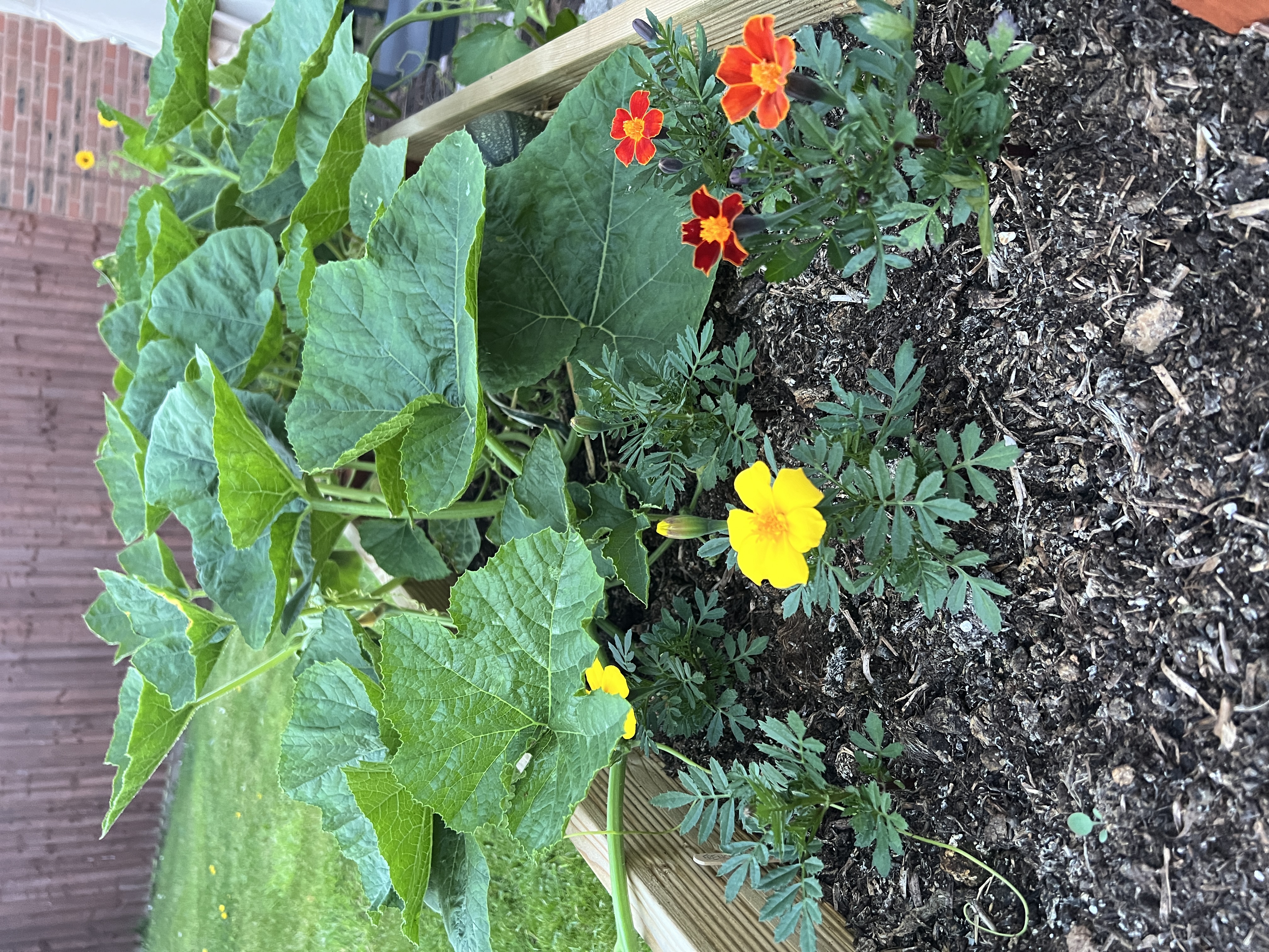 Pumpkins in our kitchen garden accompanied by marigold flowers Pumpkins in our kitchen garden accompanied by marigold flowers