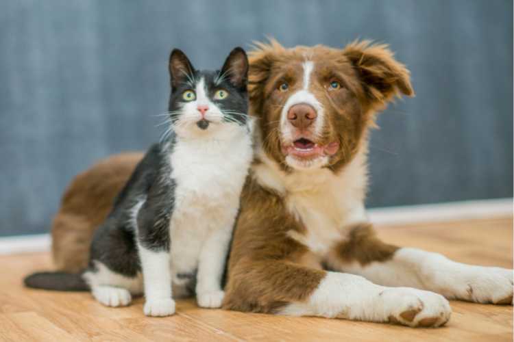 Pet Allergies and Intolerances Unleashed: Understanding Causes, Symptoms, and Treatments By Anita DeLelles, LMT