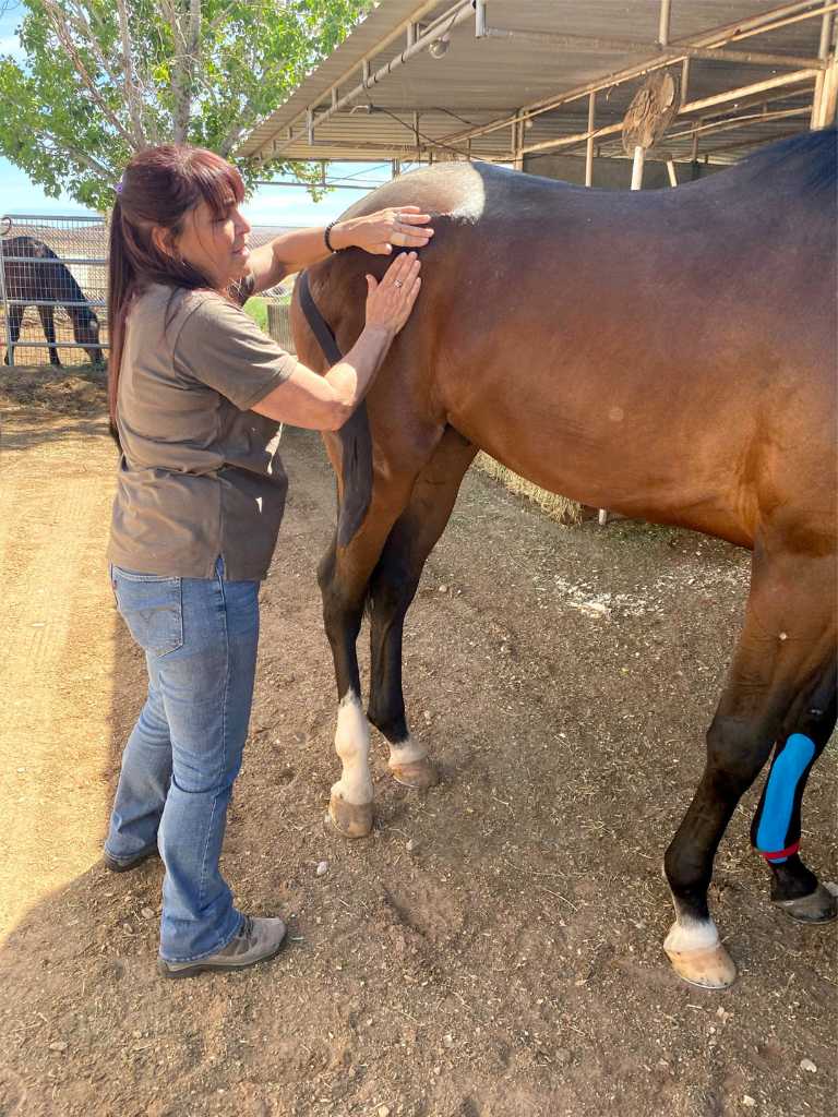 St. George Health and Wellness - Alternative Holistic Care for Horses