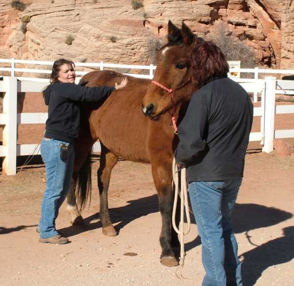 St. George Health and Wellness - Alternative Holistic Care for Horses