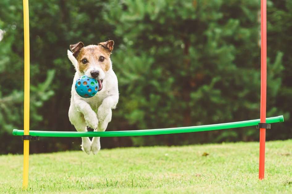 Joyful Obedience - The Power of Play in Dog Training Joyful Obedience - The Power of Play in Dog Training