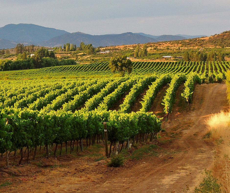 3 Ways To Partner With Local Wineries To Create A Vibrant Partnership
