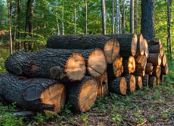 a pile of logs