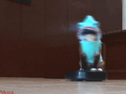 Cat spinning on roomba Cat spinning on roomba
