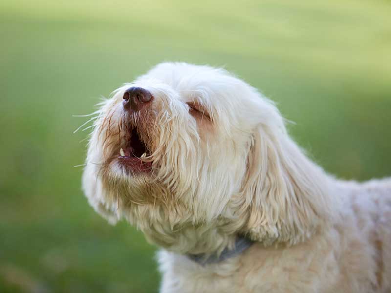 barking dog