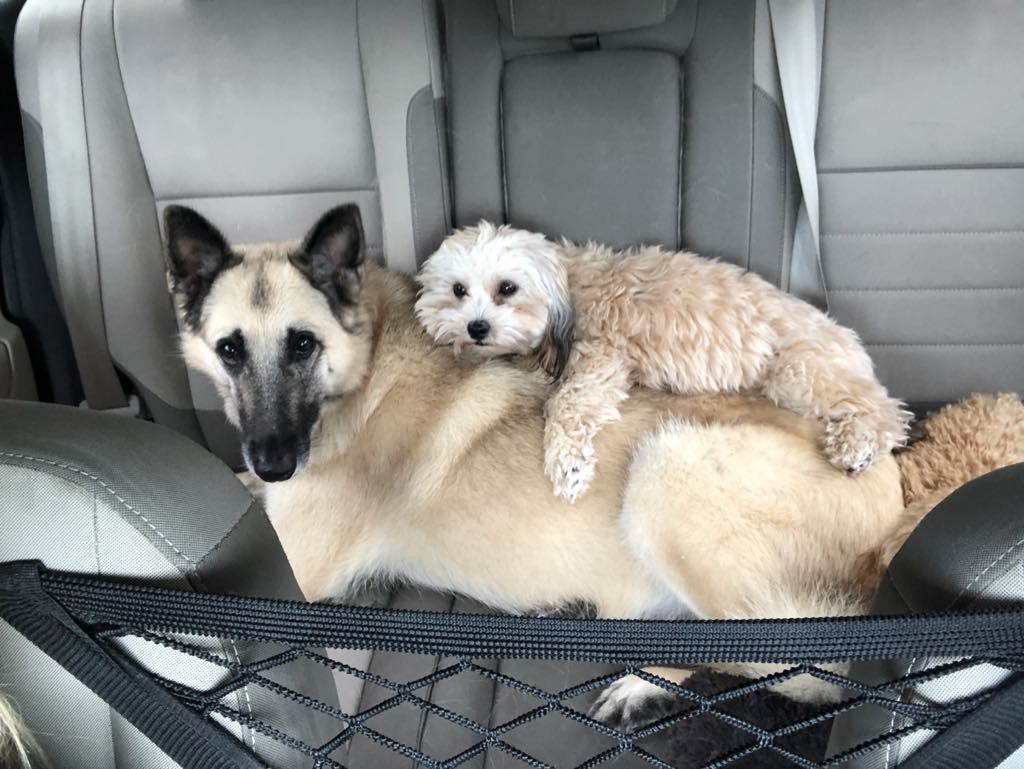Sally Jo and Koko Puff Sally Jo and Koko Puff