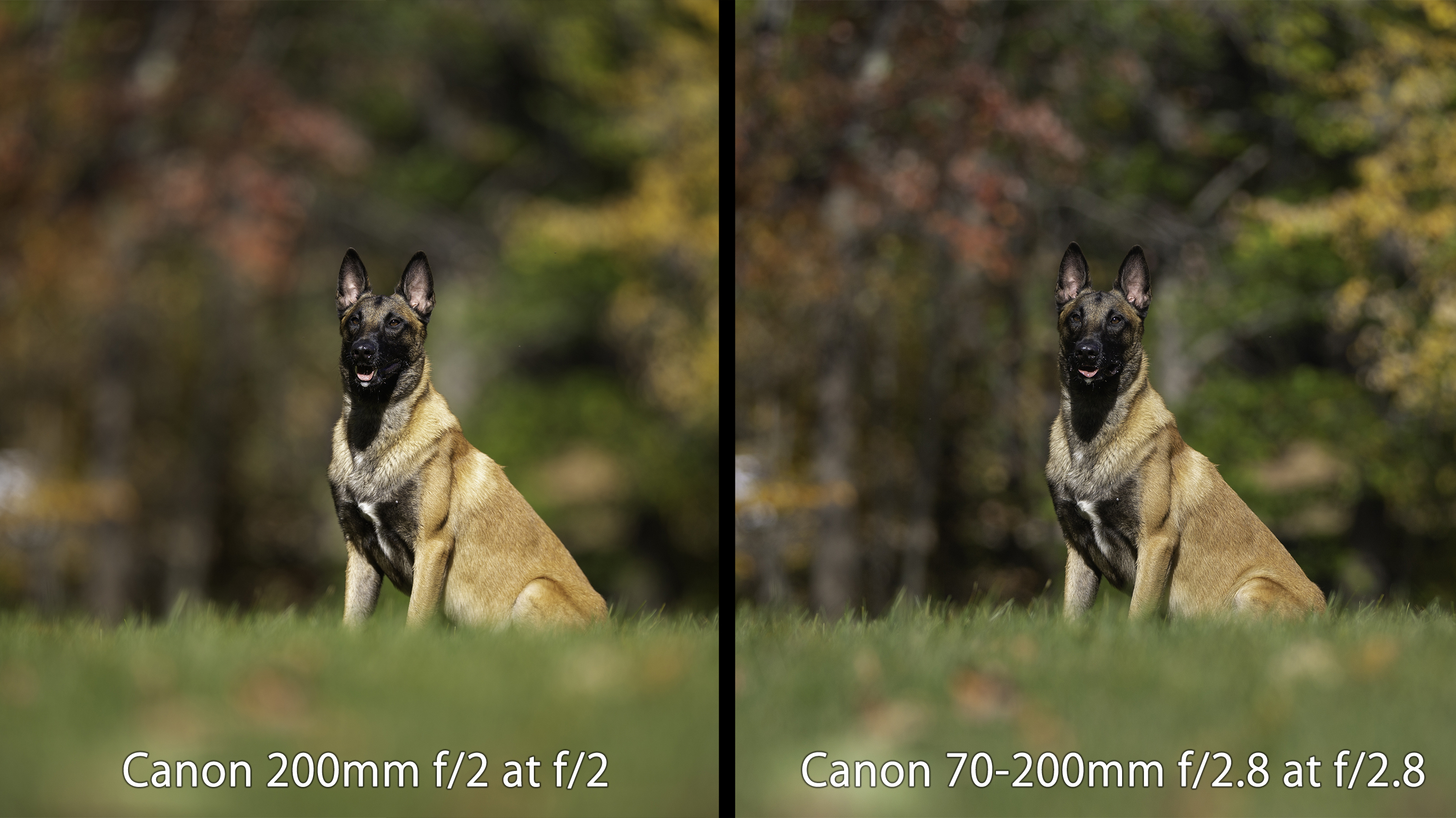 The Canon 70-200 f/2.8 vs the 200mm f/2 lens