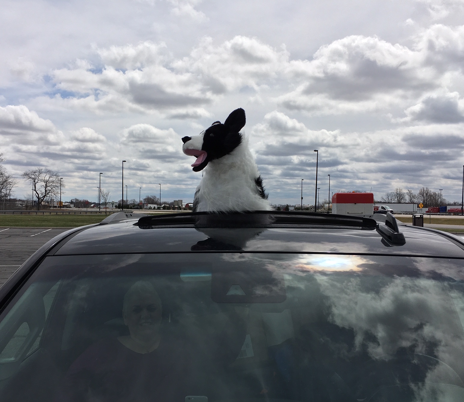 Stuffed toy dog popping out the sunroof of a car in a parking lot