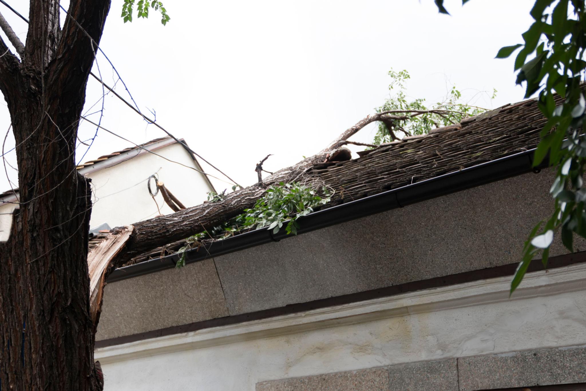 fallen tree on house roof fallen tree on house roof