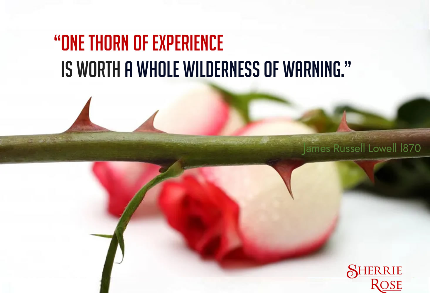 Thorns and Experience - Rose with thorns illustration