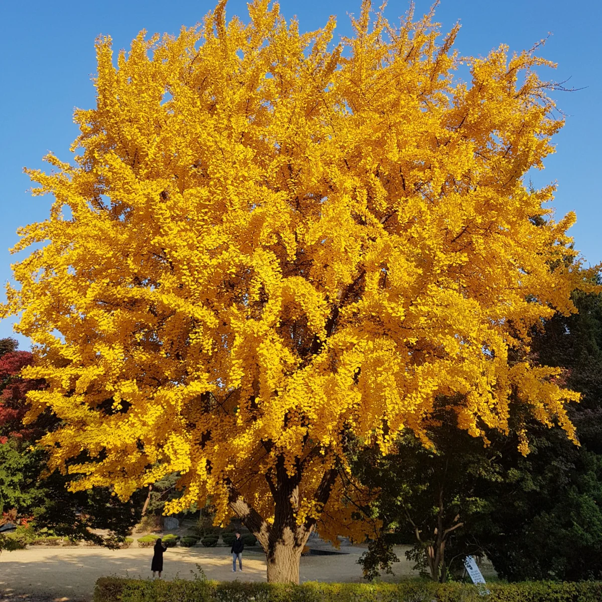The gold tree representing Legacy