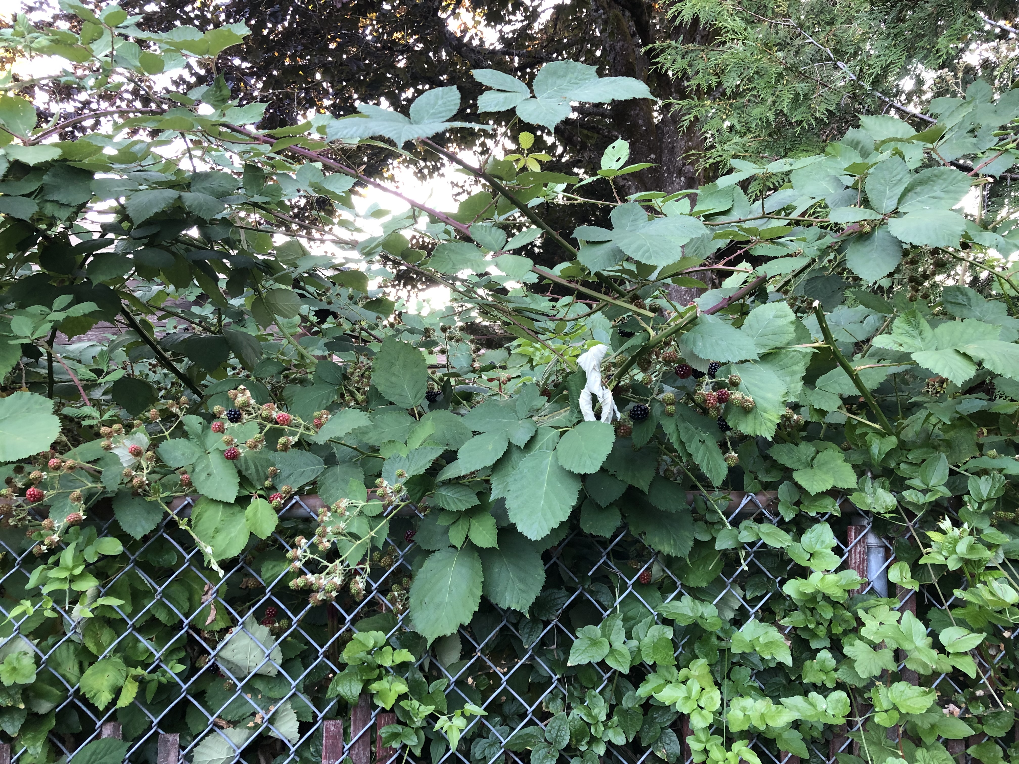 blackberries