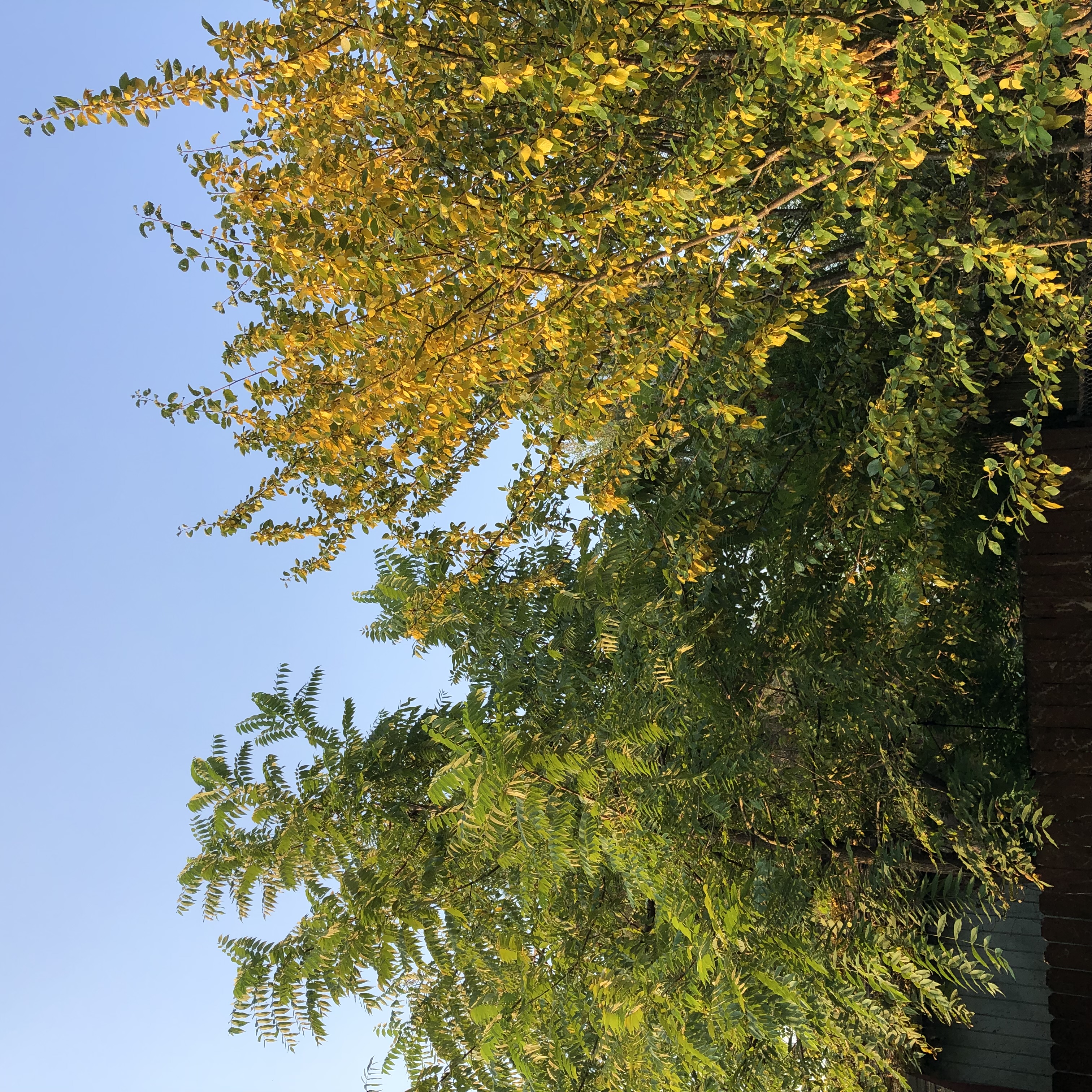 backyard trees