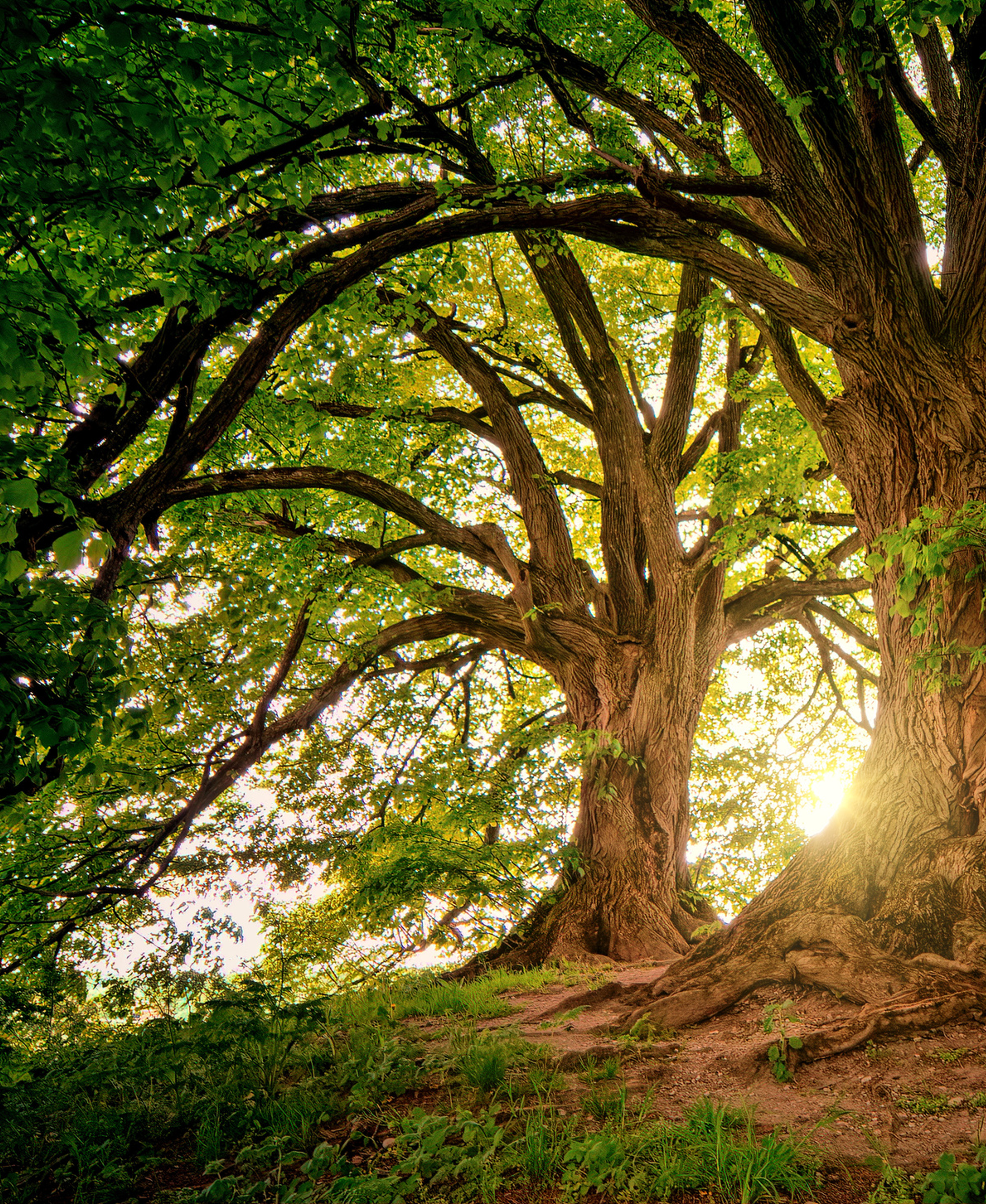 earth colors, tree, decorating and staging academy