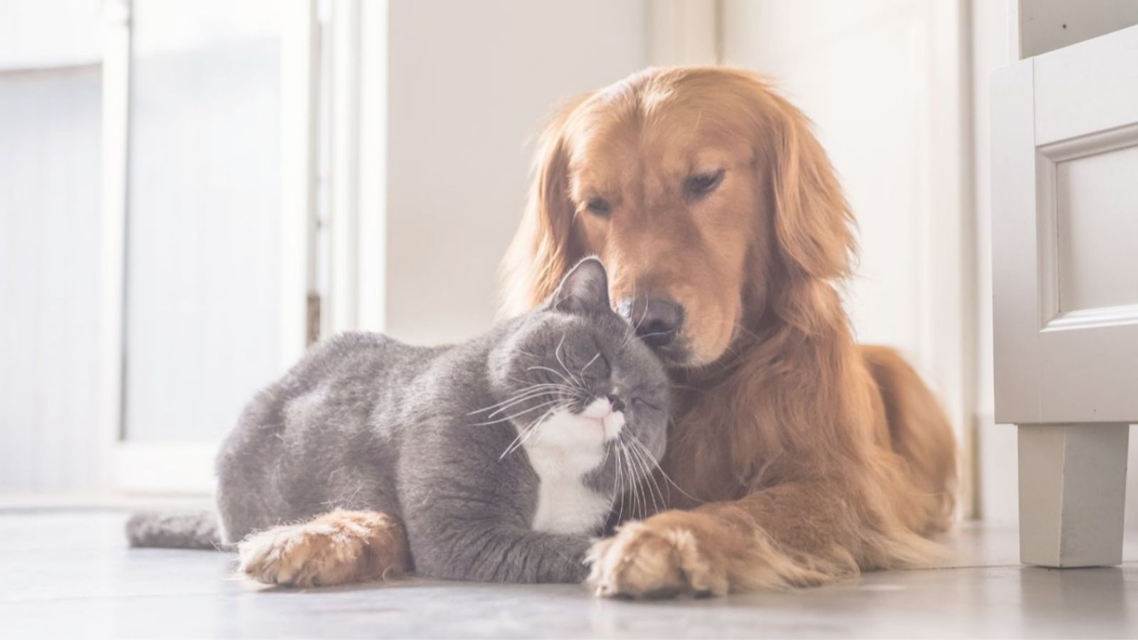 Solar dos Frades Pet friendly Solar dos Frades Pet friendly