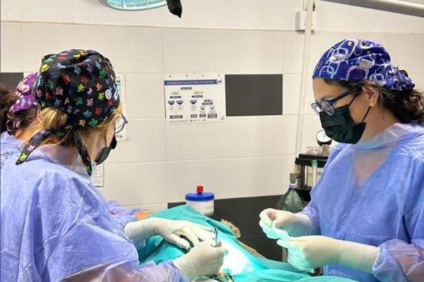 Veterinaria