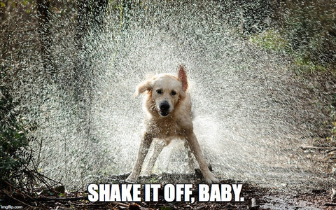 dog shaking 