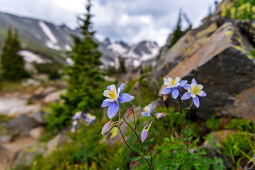 Flower Flower