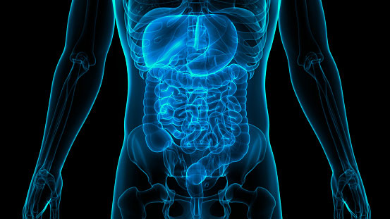 A Little Gut Anatomy