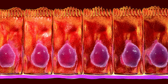 Leaky Gut (Increased Intestinal Permeability)