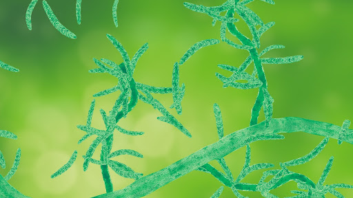 Chaetomium mold hidden in water-damaged walls and carpets releasing cytotoxic mycotoxins linked to CIRS. Chaetomium mold hidden in water-damaged walls and carpets releasing cytotoxic mycotoxins linked to CIRS.