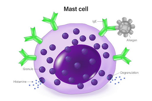 Mast Cell Mast Cell