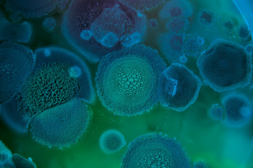 Your “good bacteria” in the gut, mouth, and on your skin use biofilms to establish stable, long-lasting communities Your “good bacteria” in the gut, mouth, and on your skin use biofilms to establish stable, long-lasting communities