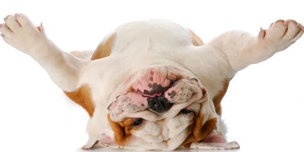 A friendly dog